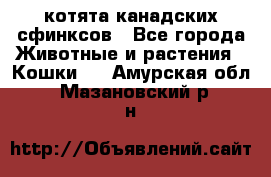 котята канадских сфинксов - Все города Животные и растения » Кошки   . Амурская обл.,Мазановский р-н